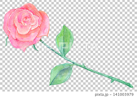 Watercolor illustration, hand-drawn illustration, a single rose Watercolor illustration, hand-drawn illustration, a single rose 141003979