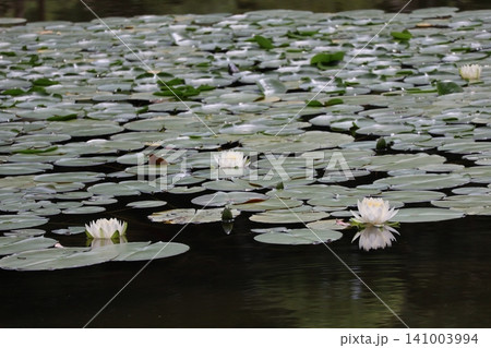 緑の葉と白い花びらの睡蓮の花の咲く池の水面の風景 緑の葉と白い花びらの睡蓮の花の咲く池の水面の風景 141003994