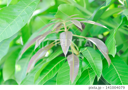mango tree or mango leaf mango tree or mango leaf 141004079
