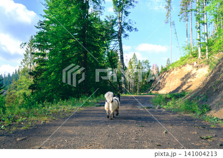 Happy dog strolling through serene forest pathway with sunlight filtering through lush green foliage, capturing peaceful outdoor nature and tranquility. nature, adventure, and pet-friendly themes. Happy dog strolling through serene forest pathway with sunlight filtering through lush green foliage, capturing peaceful outdoor nature and tranquility. nature, adventure, and pet-friendly themes. 141004213