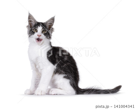 Bicolor Maine Coon on white 141004341