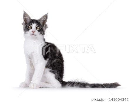 Bicolor Maine Coon on white 141004342