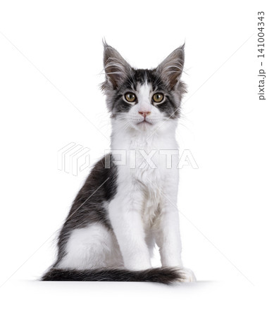 Bicolor Maine Coon on white 141004343