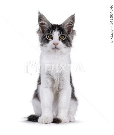 Bicolor Maine Coon on white Bicolor Maine Coon on white 141004346