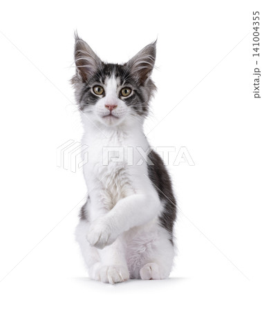 Bicolor Maine Coon on white 141004355
