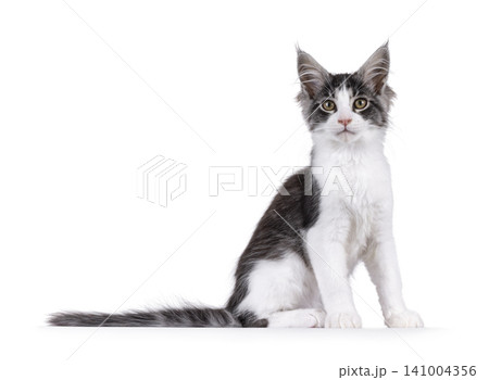 Bicolor Maine Coon on white Bicolor Maine Coon on white 141004356