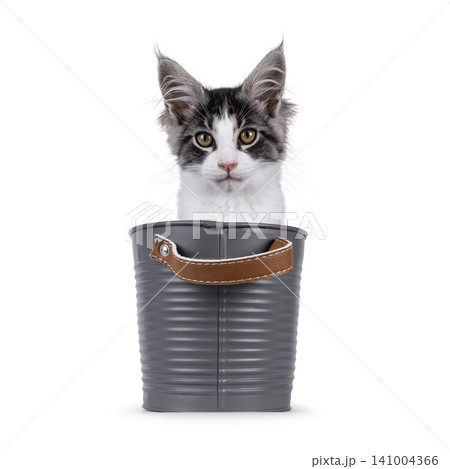 Bicolor Maine Coon on white 141004366
