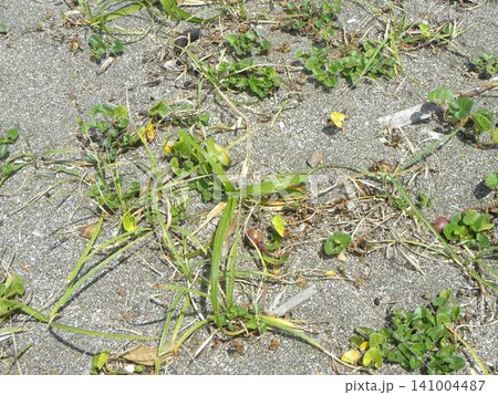 茶色のハマヒルガオ未熟な実 茶色のハマヒルガオ未熟な実 141004487