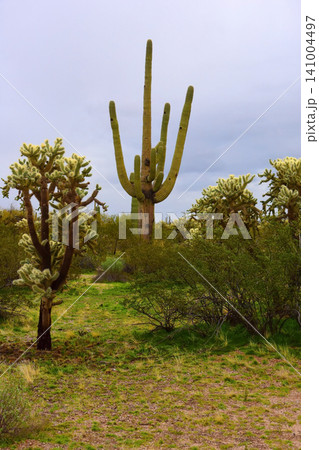 Old Saguaro Cactus Sonora desert Arizona 141004497