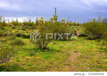 Old Saguaro Cactus Sonora desert Arizona Old Saguaro Cactus Sonora desert Arizona 141004502