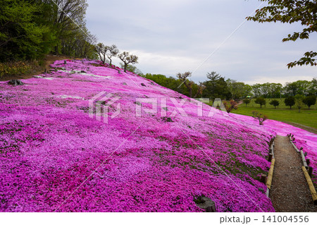 太陽の丘えんがる公園の満開の芝ざくら(2026年) 太陽の丘えんがる公園の満開の芝ざくら(2026年) 141004556