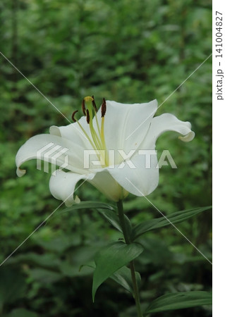 都心のユリ花壇 都心のユリ花壇 141004827