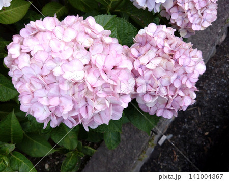 淡いピンクに咲くアジサイの花房と初夏の彩り 淡いピンクに咲くアジサイの花房と初夏の彩り 141004867