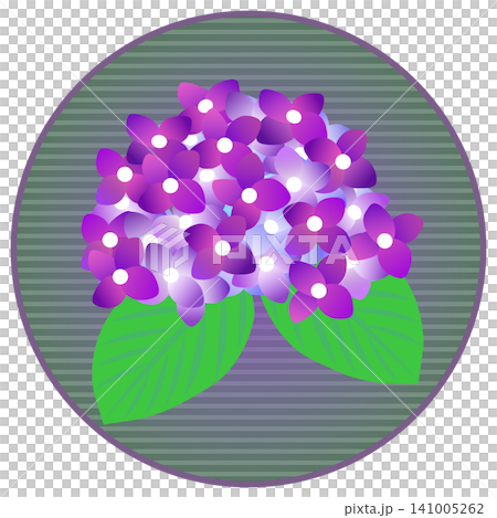 紫色繡球花插圖,背景為圓形 紫色繡球花插圖,背景為圓形 141005262