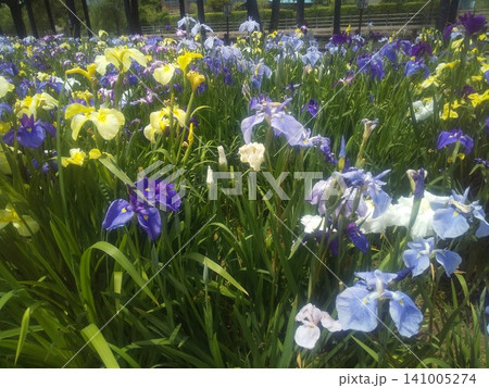 潮来あやめ園の色々な色の花菖蒲 141005274