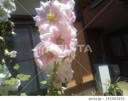 タチアオイの白い大きい花 タチアオイの白い大きい花 141005652