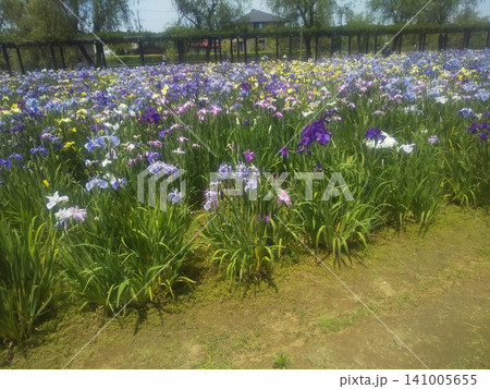 潮来あやめ園色々な色の花菖蒲 潮来あやめ園色々な色の花菖蒲 141005655