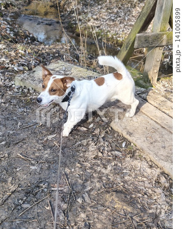 Jack Russell Terrier dog running towards the camera on a rustic wooden footbridge with railings. Jack Russell Terrier dog running towards the camera on a rustic wooden footbridge with railings. 141005899