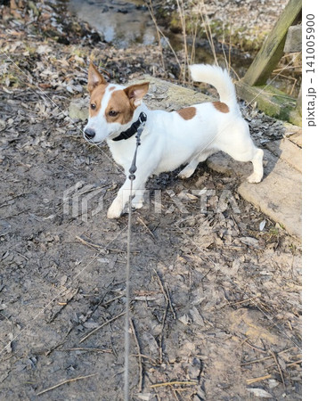 sunny winter day view of a happy white and brown Jack Russell Terrier dog running towards the camera on a rustic wooden footbridge with railings. sunny winter day view of a happy white and brown Jack Russell Terrier dog running towards the camera on a rustic wooden footbridge with railings. 141005900