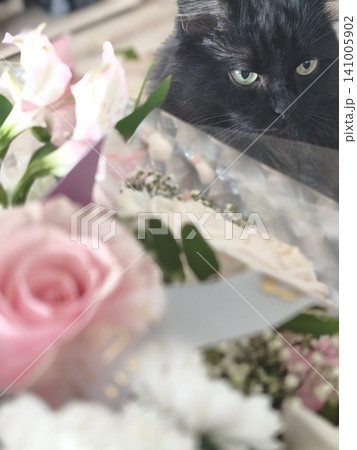A close-up portrait of a cute, long-haired black cat with bright green eyes curiously peeking from behind a gift bouquet of fresh pink and white roses. A close-up portrait of a cute, long-haired black cat with bright green eyes curiously peeking from behind a gift bouquet of fresh pink and white roses. 141005902