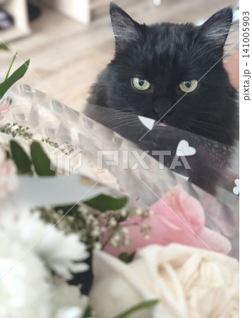 Fluffy black cat looking out from behind a beautiful bouquet of roses. Fluffy black cat looking out from behind a beautiful bouquet of roses. 141005903