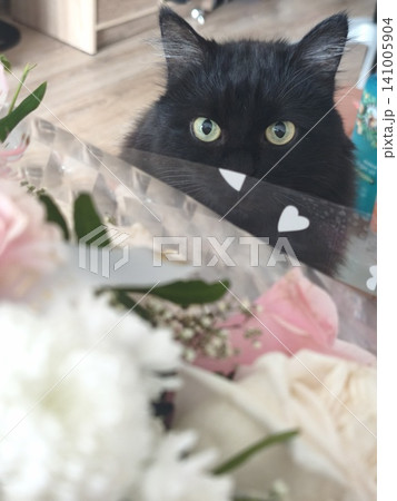 Fluffy black cat looking out from behind a beautiful bouquet of roses. Fluffy black cat looking out from behind a beautiful bouquet of roses. 141005904