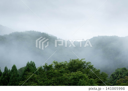 雨上がりの山林に流れる朝霧 141005998