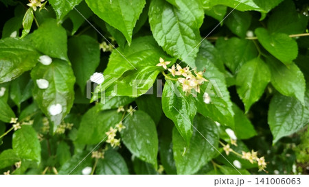Wet Philadelphus Foliage with Faded Flowers and Petals Wet Philadelphus Foliage with Faded Flowers and Petals 141006063