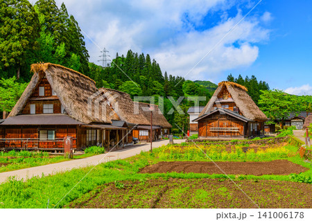 初夏の晴天 五箇山合掌造り集落の手前に広がる美しい菜の花畑と合掌造りの民家風景 初夏の晴天 五箇山合掌造り集落の手前に広がる美しい菜の花畑と合掌造りの民家風景 141006178