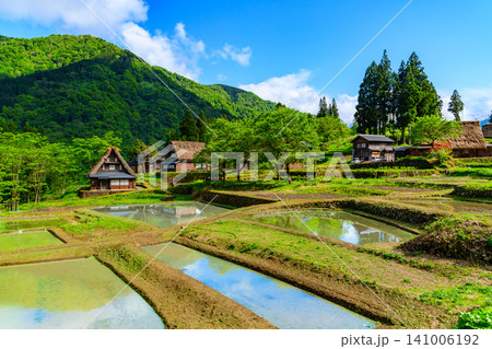 初夏の快晴 五箇山合掌造り集落の新緑に包まれた水が張られた棚田と合掌造りの民家風景 初夏の快晴 五箇山合掌造り集落の新緑に包まれた水が張られた棚田と合掌造りの民家風景 141006192
