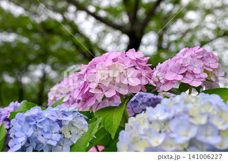 梅雨の晴れ間に咲く紫陽花 梅雨の晴れ間に咲く紫陽花 141006227