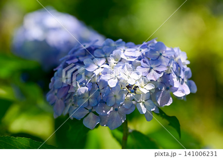 梅雨の晴れ間に咲く紫陽花 梅雨の晴れ間に咲く紫陽花 141006231