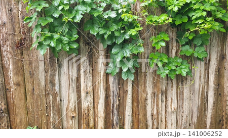 Rustic Wooden Fence Covered with Green Hop Vine 141006252