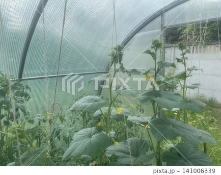 Plants growing inside greenhouse in summer Plants growing inside greenhouse in summer 141006339