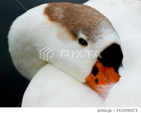 A close-up of the head and face of a cute duck. A close-up of the head and face of a cute duck. 141006873
