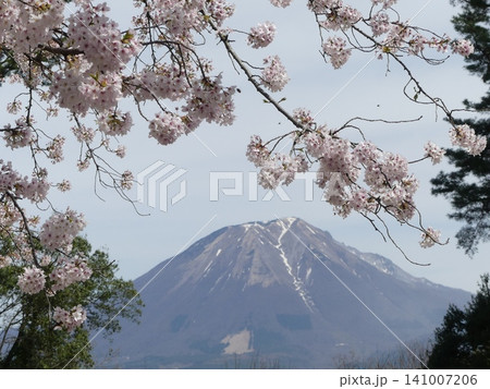 桜の向こうに浮かぶ大山 桜の向こうに浮かぶ大山 141007206