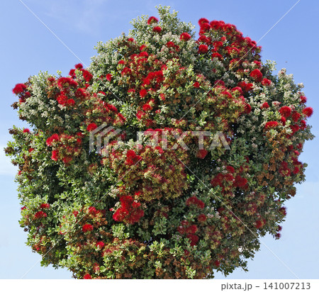 red blooming iron wood tree red blooming iron wood tree 141007213