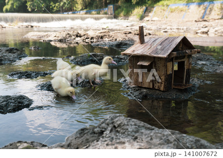 Little baby ducks playing near their small wooden coop on a rocky riverbank. Little baby ducks playing near their small wooden coop on a rocky riverbank. 141007672
