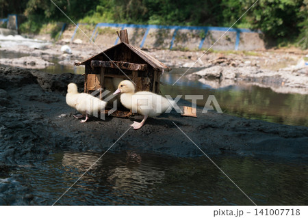 Little baby ducks playing near their small wooden coop on a rocky riverbank. 141007718