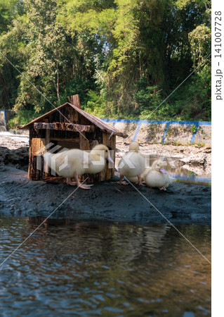 Little baby ducks playing near their small wooden coop on a rocky riverbank. 141007728