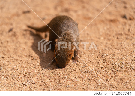 Dwarf Mongoose Sniffing Sandy Ground in Sunlight Dwarf Mongoose Sniffing Sandy Ground in Sunlight 141007744