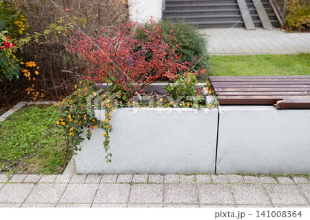 autumn plant in planter on concrete bench in serene outdoor garden side view. calm and natural scene with red and yellow leaves, green grass, and wooden bench. peaceful autumn decor. 141008364