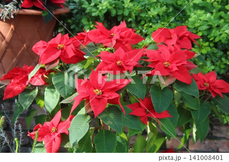 12月の花 ポインセチア 45 12月の花 ポインセチア 45 141008401