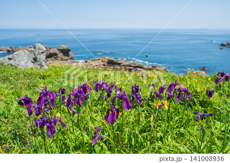「青森県」花咲く岬の風景 種差海岸 「青森県」花咲く岬の風景 種差海岸 141008936