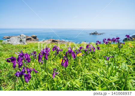 「青森県」花咲く岬の風景 種差海岸 「青森県」花咲く岬の風景 種差海岸 141008937