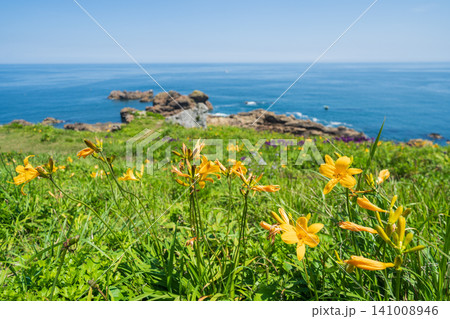 「青森県」花咲く岬の風景 種差海岸 「青森県」花咲く岬の風景 種差海岸 141008946