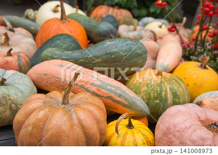 色とりどりのカボチャとウリ科植物 色とりどりのカボチャとウリ科植物 141008973