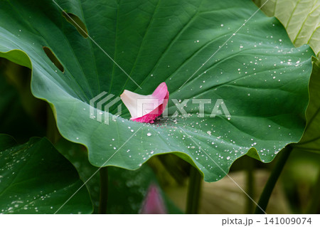 水滴の残るハスの葉に落ちた大賀ハスの花びら 水滴の残るハスの葉に落ちた大賀ハスの花びら 141009074