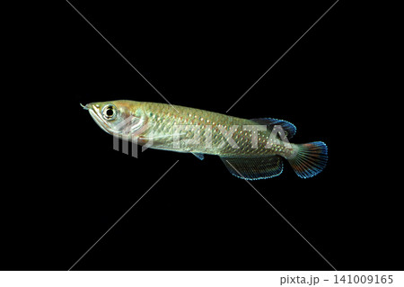 ノーザンバラムンディ　幼魚　黒バック 141009165