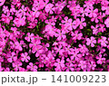 いちめんのシバザクラ　シバザクラ　グラフィック素材 141009223